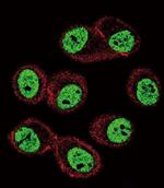 BMI-1 Antibody in Immunocytochemistry (ICC/IF)