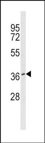 BMI-1 Antibody in Western Blot (WB)