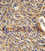 DCI Antibody in Immunohistochemistry (Paraffin) (IHC (P))