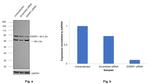 EWSR1 Antibody in Western Blot (WB)