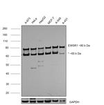 EWSR1 Antibody in Western Blot (WB)