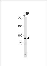UHRF1 Antibody in Western Blot (WB)