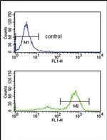 ETV6 Antibody in Flow Cytometry (Flow)