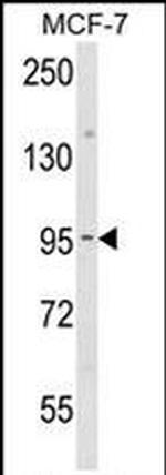 gamma Catenin Antibody in Western Blot (WB)