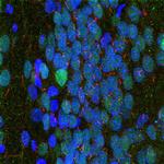 Adenylate Cyclase 3 Antibody in Multiplex Immunohistochemistry (mIHC)