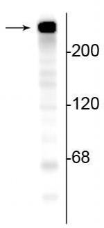 alpha-II Spectrin Antibody in Western Blot (WB)