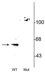 Phospho-Beclin 1 (Ser295) Antibody in Western Blot (WB)