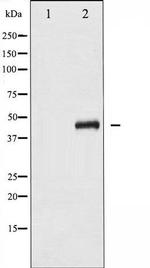 Phospho-MAP2K4 (Ser80) Antibody in Western Blot (WB)