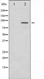 Phospho-SYK (Tyr323) Antibody in Western Blot (WB)