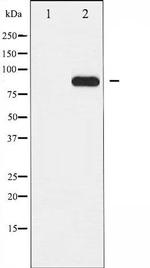 Phospho-IKK alpha (Thr23) Antibody in Western Blot (WB)
