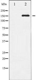 Phospho-EGFR (Ser1071) Antibody in Western Blot (WB)