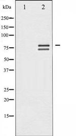 Phospho-Lamin A / C (Ser392) Antibody in Western Blot (WB)