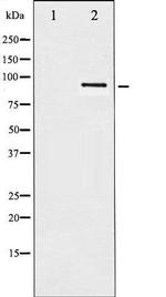 Phospho-HSP90B (Ser254) Antibody in Western Blot (WB)