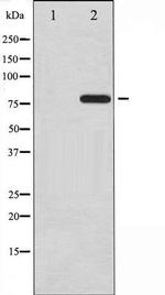 Phospho-Tau (Ser396) Antibody in Western Blot (WB)