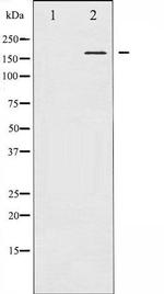 Phospho-Bcr (Tyr177) Antibody in Western Blot (WB)