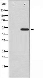 Phospho-Ezrin (Tyr478) Antibody in Western Blot (WB)