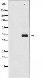 Phospho-GATA1 (Ser310) Antibody in Western Blot (WB)