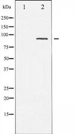 Phospho-PKC pan (Thr497) Antibody in Western Blot (WB)