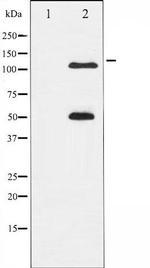 Phospho-NFkB p105 / p50 (Ser337) Antibody in Western Blot (WB)