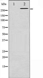 Phospho-Filamin A (Ser2152) Antibody in Western Blot (WB)