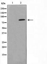 Phospho-PI3 Kinase p85 alpha (Tyr607) Antibody in Western Blot (WB)