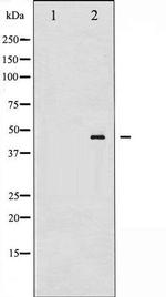 Phospho-MAP2K4 (Thr261) Antibody in Western Blot (WB)