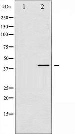 Phospho-VASP (Ser157) Antibody in Western Blot (WB)