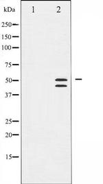 Phospho-VASP (Ser238) Antibody in Western Blot (WB)