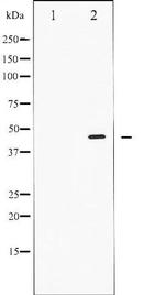 Phospho-SMAD2/SMAD3 (Thr8) Antibody in Western Blot (WB)