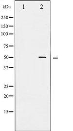 Phospho-RUNX1 / AML1 (Ser303) Antibody in Western Blot (WB)