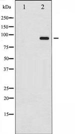 Phospho-Dynamin 1 (Ser774) Antibody in Western Blot (WB)