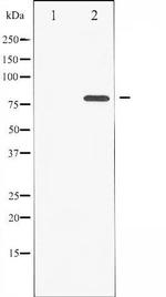 Phospho-PKC zeta (Thr560) Antibody in Western Blot (WB)