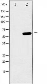 Phospho-AMPK alpha-1 (Ser485) Antibody in Western Blot (WB)