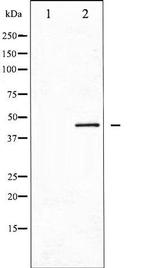 Phospho-CDC37 (Ser13) Antibody in Western Blot (WB)
