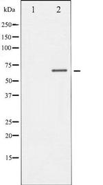 Phospho-CRMP2/DRP-2 (Thr514) Antibody in Western Blot (WB)