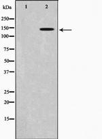 Phospho-TrkB (Tyr515) Antibody in Western Blot (WB)
