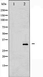Phospho-DARPP-32 (Thr34) Antibody in Western Blot (WB)