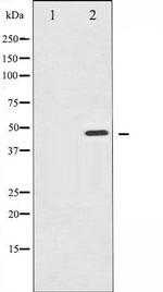 Phospho-IKK gamma (Ser31) Antibody in Western Blot (WB)