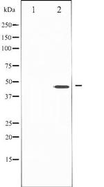 Phospho-IKK-gamma (Ser85) Antibody in Western Blot (WB)