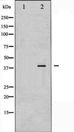 Phospho-AMPK beta-1 (Ser181) Antibody in Western Blot (WB)