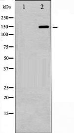 Phospho-GRF-1 (Tyr1105) Antibody in Western Blot (WB)