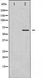 Phospho-Rac GTPase Activating Protein 1 (Ser387) Antibody in Western Blot (WB)