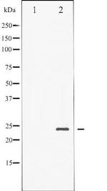 Phospho-BAD (Ser136) Antibody in Western Blot (WB)