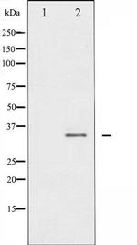 Phospho-Syntaxin 1 (Ser14) Antibody in Western Blot (WB)