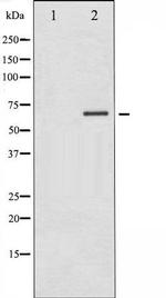 Phospho-LKB1/STK11 (Thr189) Antibody in Western Blot (WB)