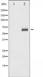 Phospho-LKB1 / STK11 (Ser428) Antibody in Western Blot (WB)