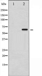 Phospho-SMAD1 (Ser465) Antibody in Western Blot (WB)