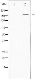 Phospho-PPAR-Binding Protein (Thr1457) Antibody in Western Blot (WB)