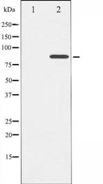 Phospho-Cortactin (Tyr421) Antibody in Western Blot (WB)