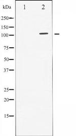 Phospho-GAB1 (Tyr627) Antibody in Western Blot (WB)